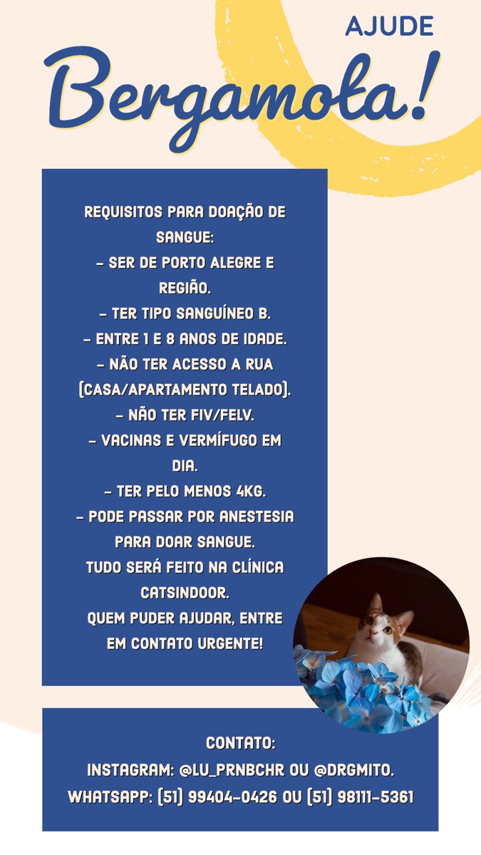 qiankuns's tweet photo. GALERA DE PORTO ALEGRE E REGIÃO!

O gato de uma amiga precisa de uma doação de sangue tipo B URGENTE devido a leucemia felina! Todo o RT e like irá ajudar muito!

Todas as informações necessárias (contato, requisitos, lugar onde será feito) estão nas imagens. https://t.co/hK1mlUrQg4