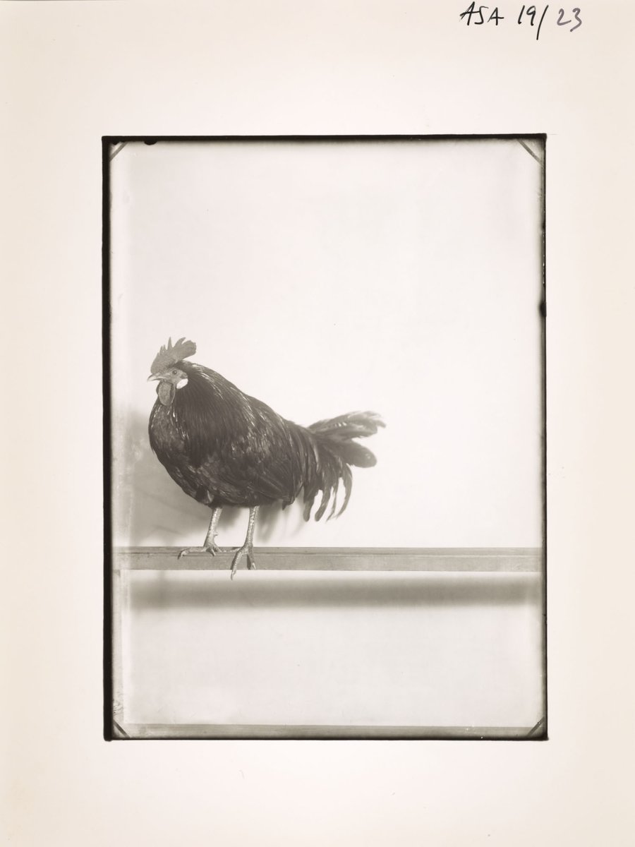 wyatta_eth's tweet photo. @fellowshiptrust I love this one 🐓 thanks! https://t.co/7jRV5wYnlL