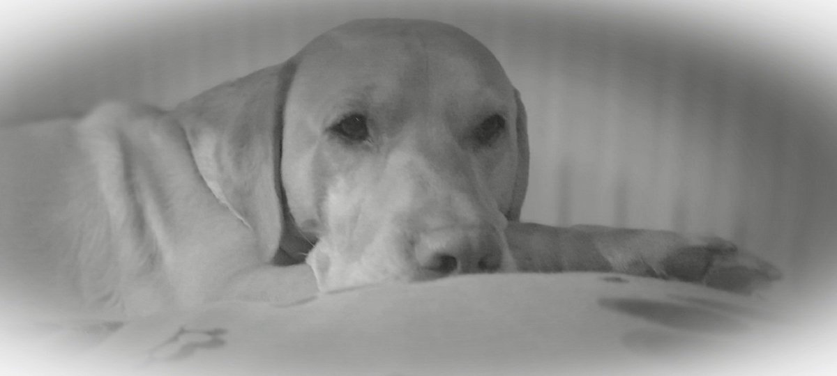 WeeBarkley's tweet photo. It's been a while #labradors #dogsoftwitter https://t.co/SqvL0wWZ71