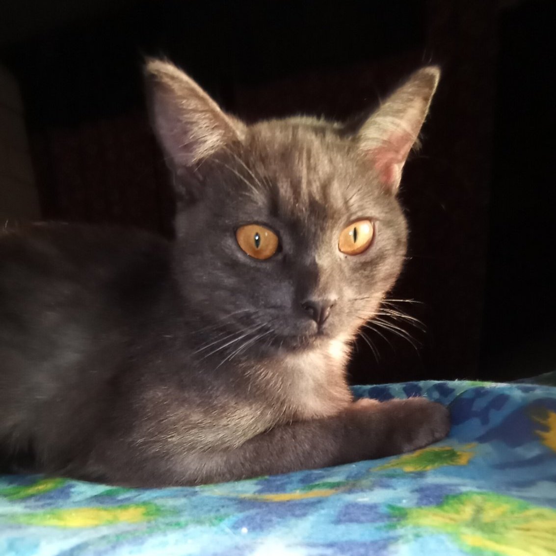 Мы с Петей и решили котика с больными глазками,что обрабатывали утром,оставить на время его лечения-до выздоровления-у нас-отдельно от всех,на веранде.Пока будем обрабатывать,а в четверг повезём Линду к врачу и возьмём его тоже.А вам привет от Кузеньки-его глазик мы вылечили!👋😻