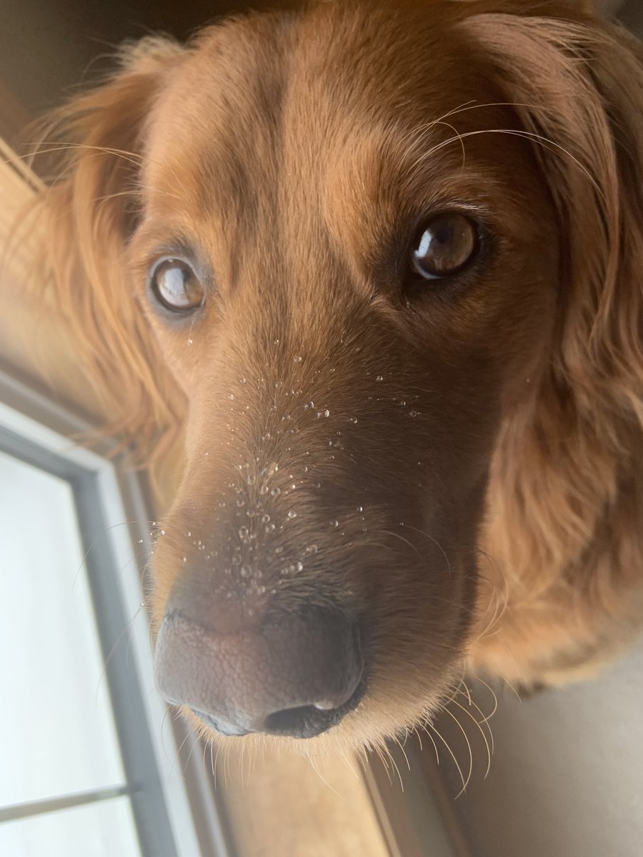 MgdRipley's tweet photo. I love it when mom forgets to wipe my snout when I come in. Built in moisturizer 🐶❤️ #mgd #iswinteroveryet #thatsalotofsnow https://t.co/ECFE9gk5jq