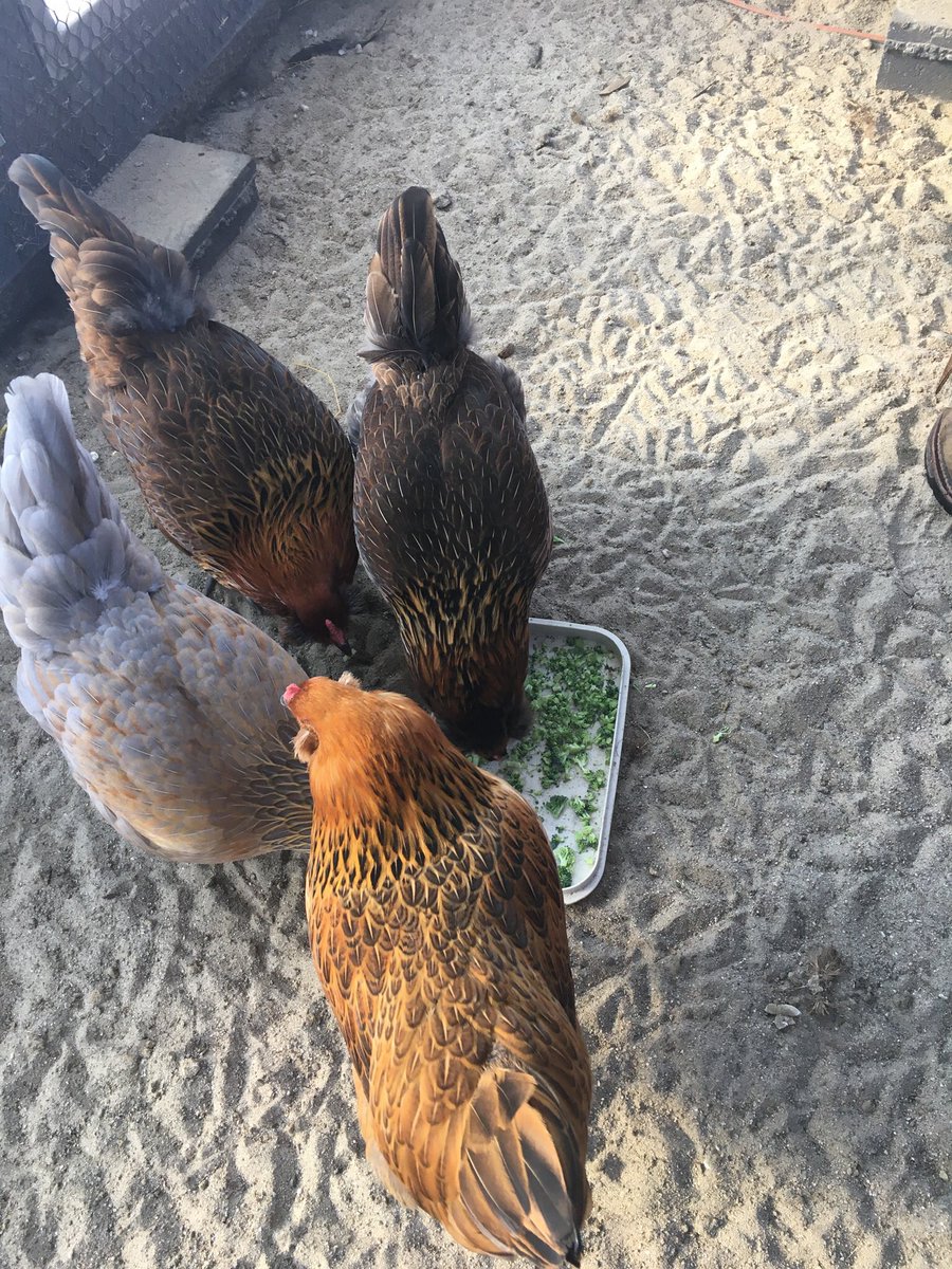 MooseLover78's tweet photo. I have exactly 4 friends besides my husband. None of them live even remotely close. Exactly none of them have time for me. Cue self-pity party. Anyone have non-traditional pets to share photos of??? https://t.co/SBQdzK2ydZ