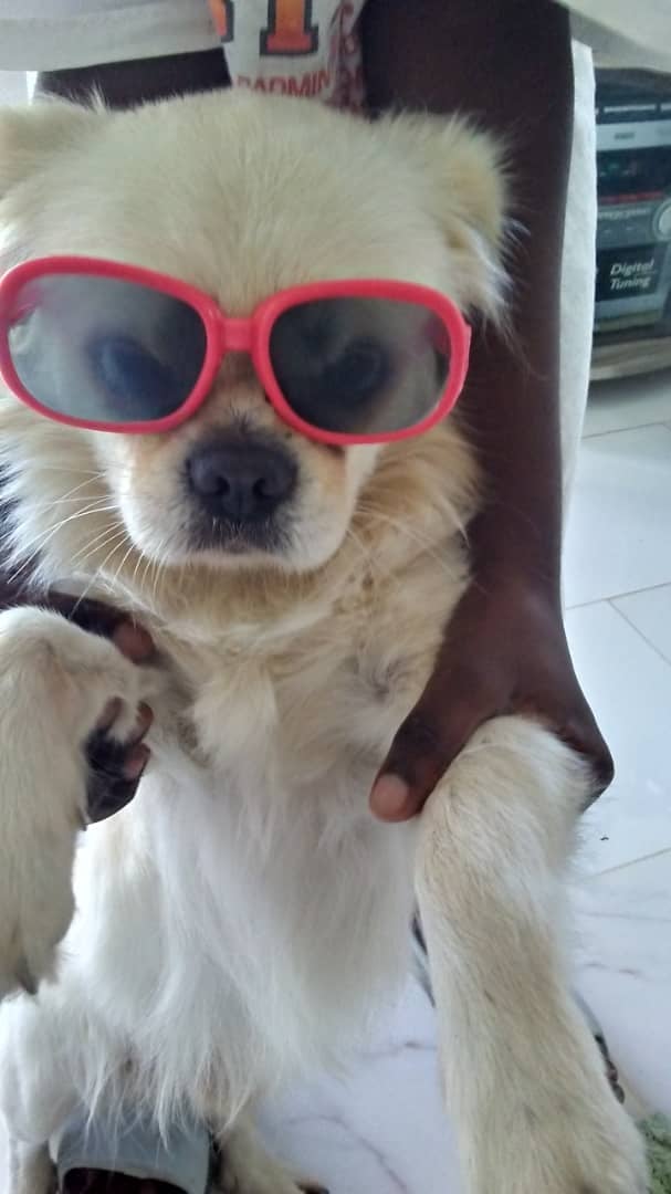 SolYosvany's tweet photo. Los animales  también merecen amor, cuidados y respeto. Educando a niños y niñas para ofrecer amor a estos traviesos, también estamos contribuyendo a formar personas más sensibles y  solidarias 
#60UJC
#PorAmorBienestarAnimal
#VamosConTodo @JeillerB @CienciaJoven1 https://t.co/zqGOTo6Mue
