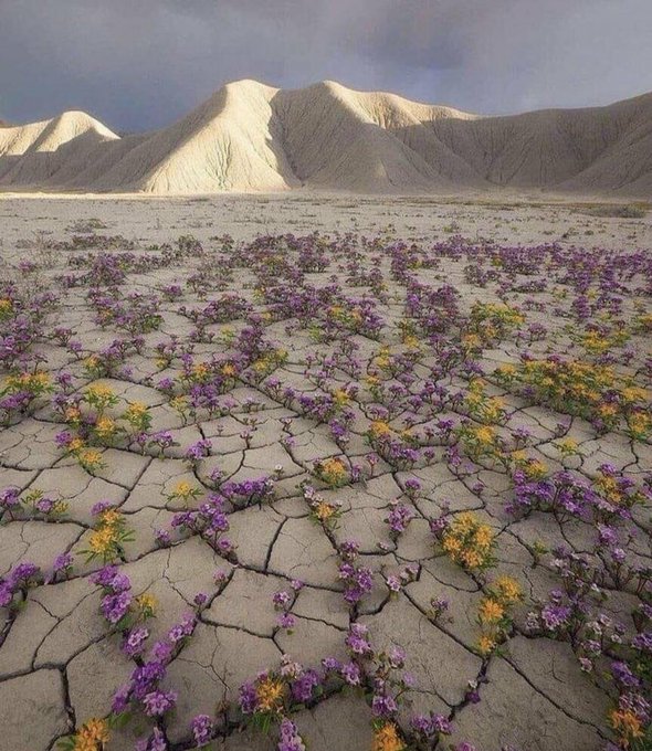 Rainmaker1973's tweet photo. Normally, the Atacama Desert in Chile, receives less than 12 mm of rain a year. However in the years when rainfall is unusually high, between September and November, this can happen. It's called «desierto florido» [read more: https://t.co/6fnXePUKtx] [📸https://t.co/XfYLsF9yVB] https://t.co/7zWW3OCMp3