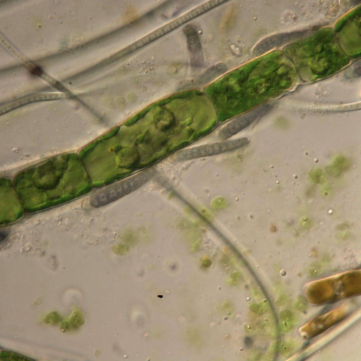 Sergei CRIS Shalygin tweet media