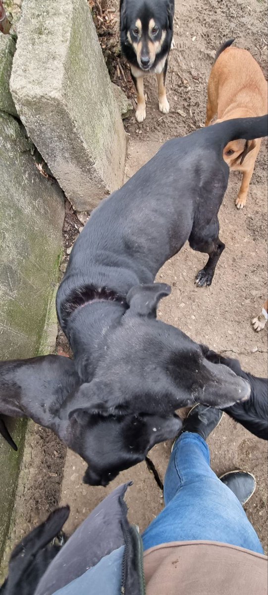 RoyalPetRescueS's tweet photo. Dear friends & #TwitterPhilantropy,
#RPRS🐈🐾🇷🇸🐾🐕 needs your URGENT HELP with #fundraising & #donations after 45 days.
We need to pay 2 x 210€ for FOSTER HOME for our 3 dogs as debt for January of 2022.
We need 50€ to buy dog-food for next 7 days.
https://t.co/3cn6Ml1OWJ https://t.co/8lBa5i0S9C