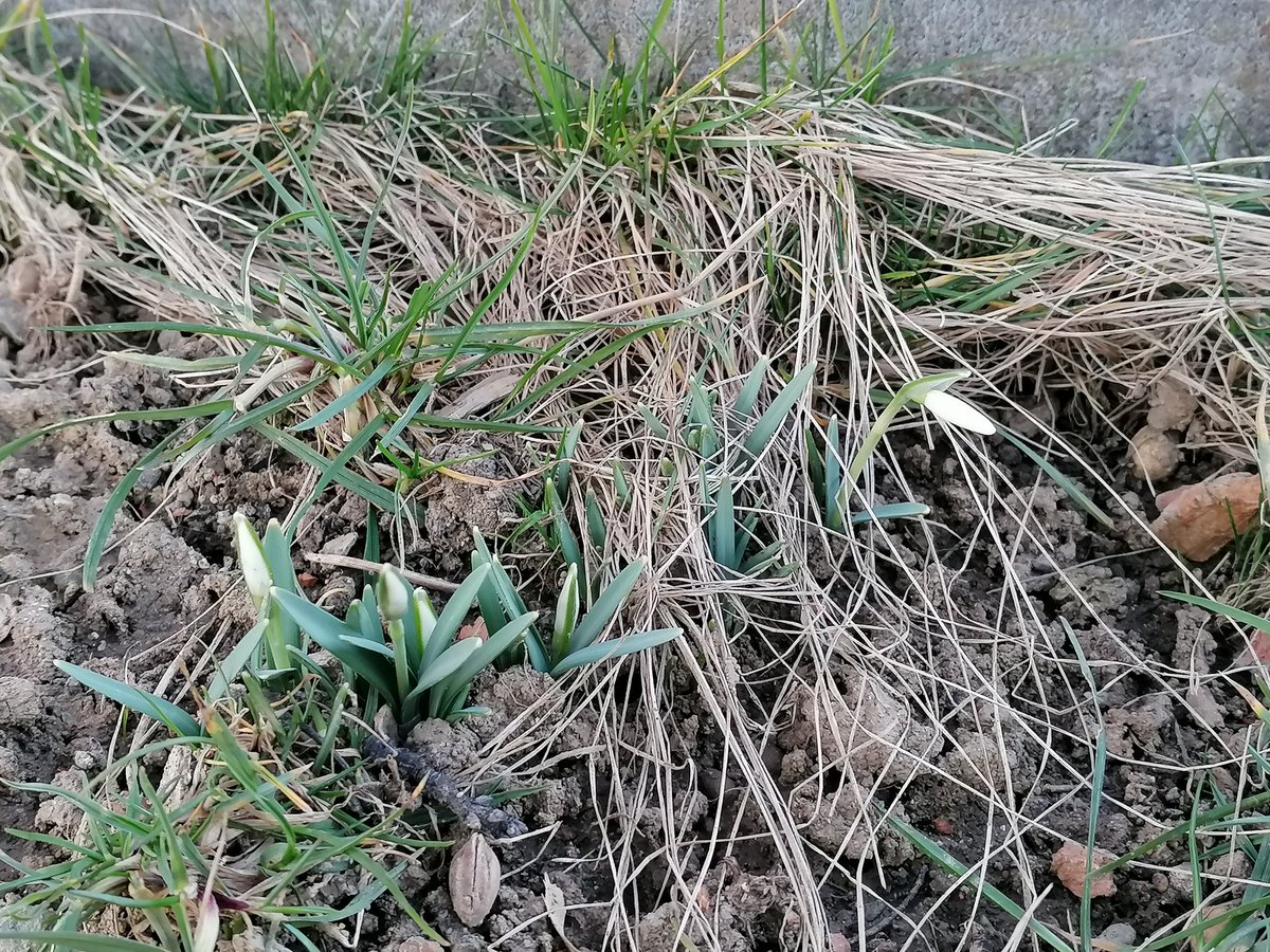 Alena_Bumbar's tweet photo. Táta včera na venku našel první sněženku... Petrklice nemám, ale ona je to taky blbost, že jo... 

Mam telefon na pytel nebo je to rukama, nechce to pořádně vyfotit, ale jsou tam 😅❤️

#FrantisekHrubin #vitaniJara

Ale ona se ta zima ještě vrátí ⛷️ https://t.co/MYLT99mDNI