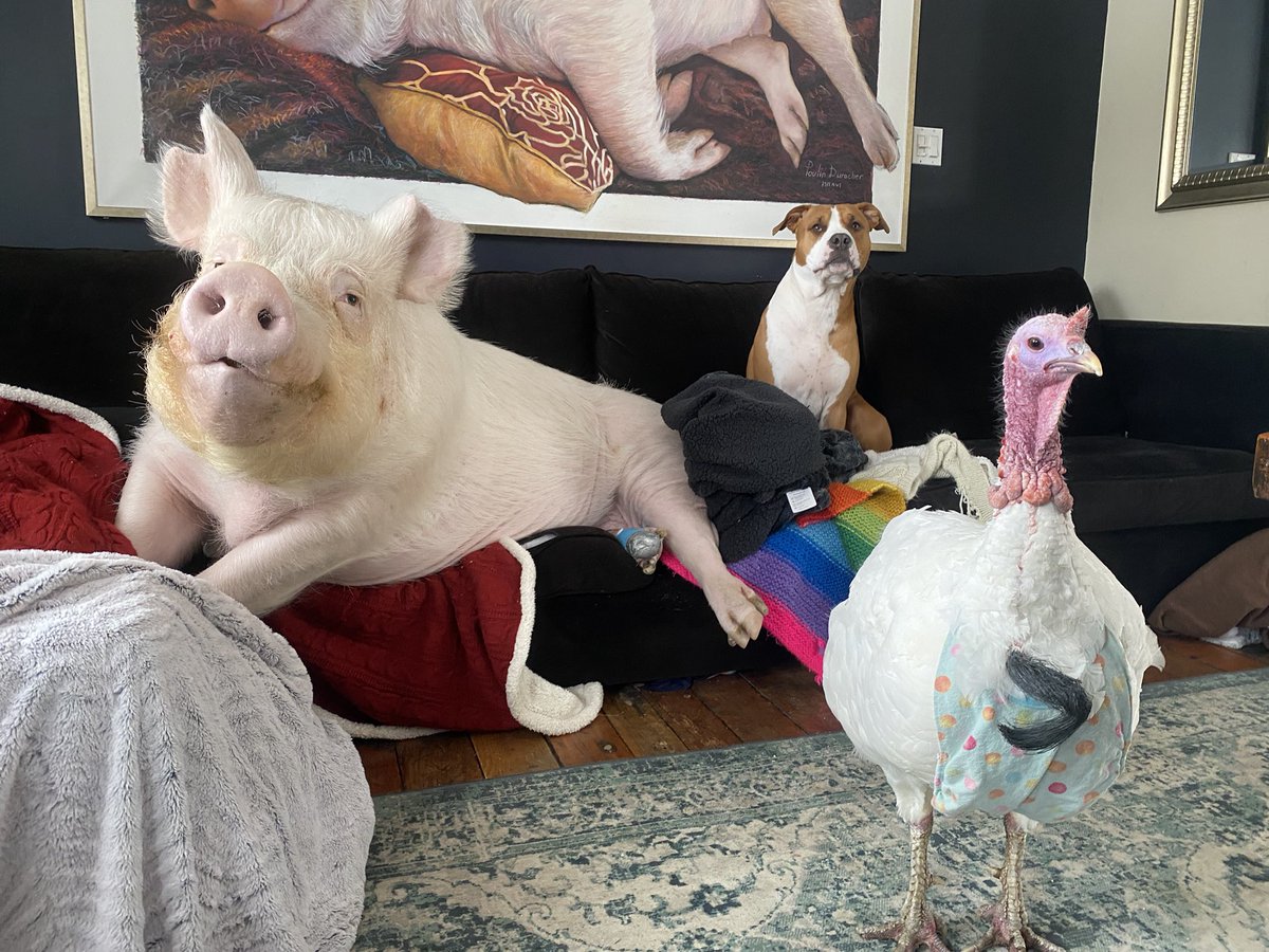 Esther TheWonder Pig tweet media