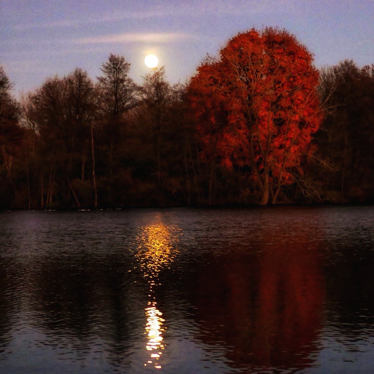 Photo from Autumn 2021 of full moon over Schrock Lake, Columbus, Oh #fullmoon #moonphotos #NaturePhotography #naturelovers