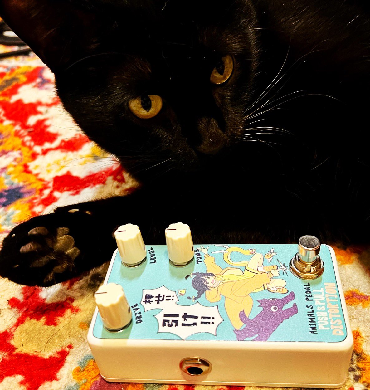 Animals Pedal USA on X: 