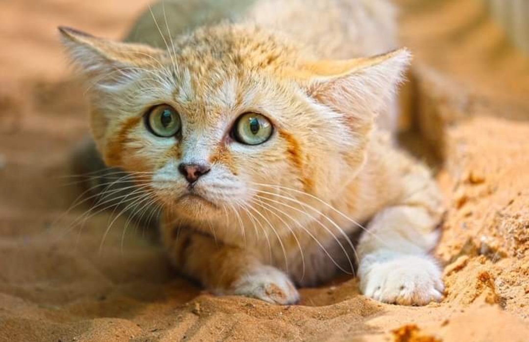 Кошка пустыни. Барханный кот. Пустынный барханный кот. Песчаная барханная кошка. Барханный кот домашний.