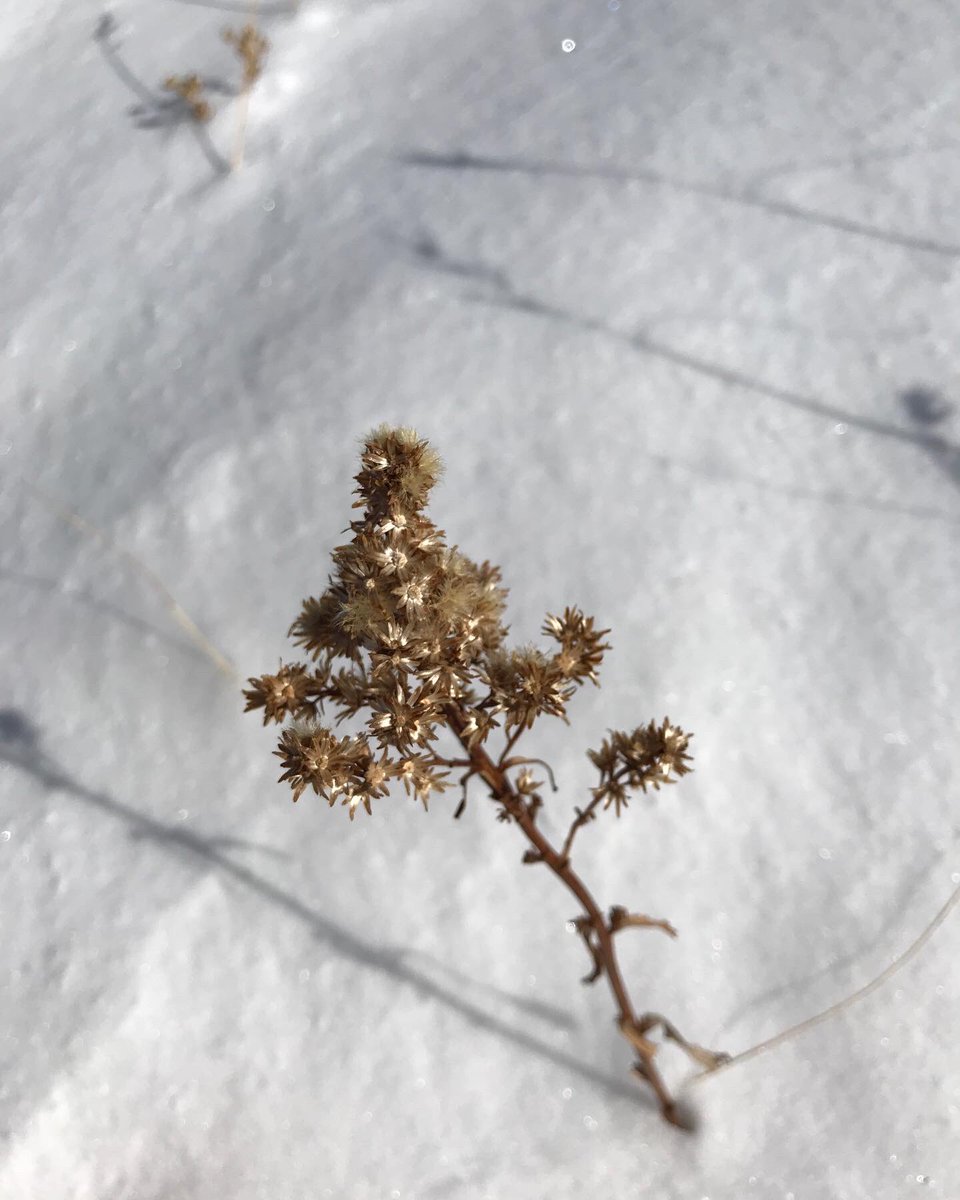 ColoradoNPS's tweet photo. #FruitingFriday #coloradonativeplantsociety  Heterotheca villosa, false goldenaster, ubiquitous hardy plant found along the ground from the plains through montane: seems to grow everywhere on the Front Range. It is highly adaptable and variable. Fluffy seeds disbursed on the wind https://t.co/ufjTFcbSQE