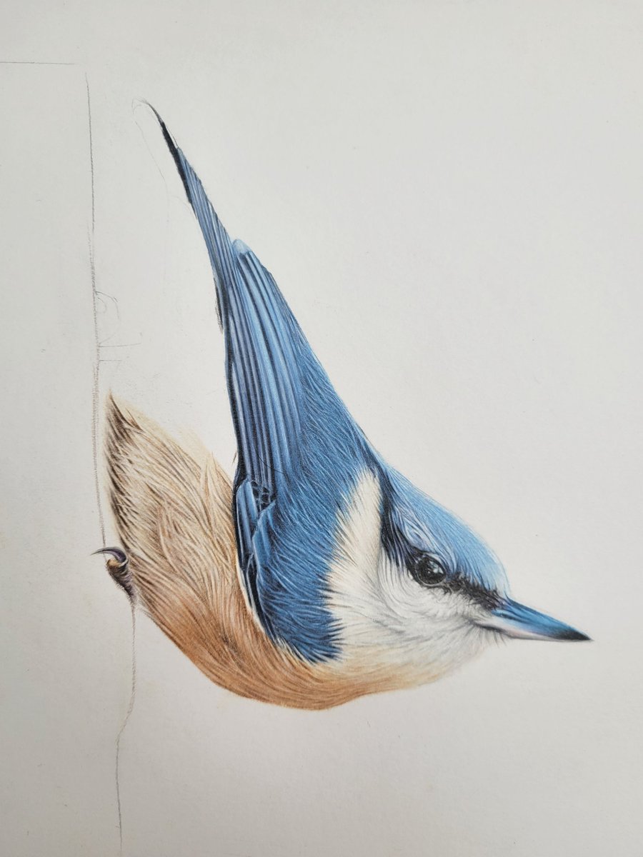 Making some more progress on my nuthatch. 

#nuthatchart #nuthatchdrawing #fabercastellpolychromospencils  #pencildrawing #progressart