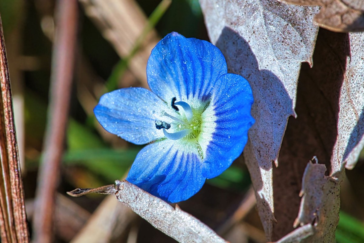 AstaPappataci's tweet photo. おやすみなさい😴
これは外来種のオオイヌノフグリ
#オオイヌノフグリ
#birdeyespeedwell
#阿拉伯婆婆納
#Veronica_persica https://t.co/uWx6HpG14n