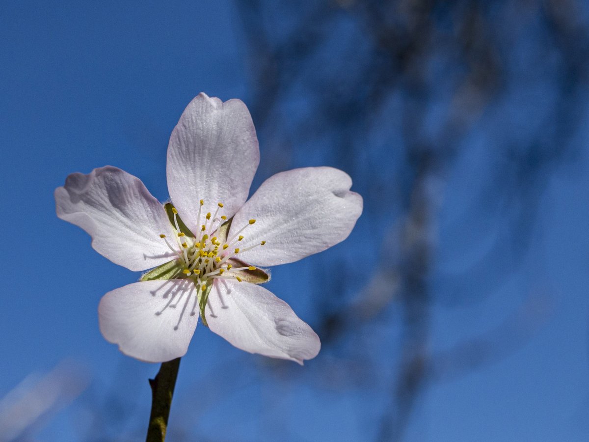Waldomerillo's tweet photo. Me apetece compartir una de mis fotos a las flores de los almendros, y si quieres ver más accede a https://t.co/3UcC7wG7hb https://t.co/4YfbSp5QXh