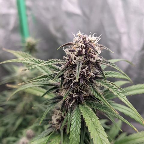 Did someone say potency, or was it just the Bruce Banner talking? 🌿 This strain has incredibly high levels of THC, which can really help with pain relief and relaxation. Also, it's great for growing outdoors, or in a tent, just like @jimmy_green_thumb did beautifully! 👑