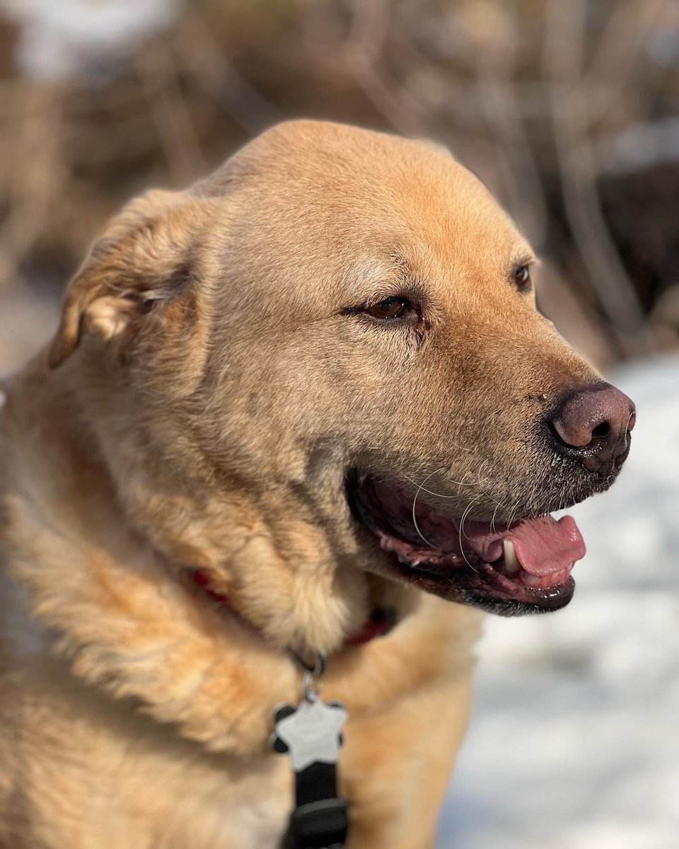 FuppaCats's tweet photo. Someone enjoyed the first warm walk of the season ❤️🐶 #pluto #dogs https://t.co/BGyapjYoY1