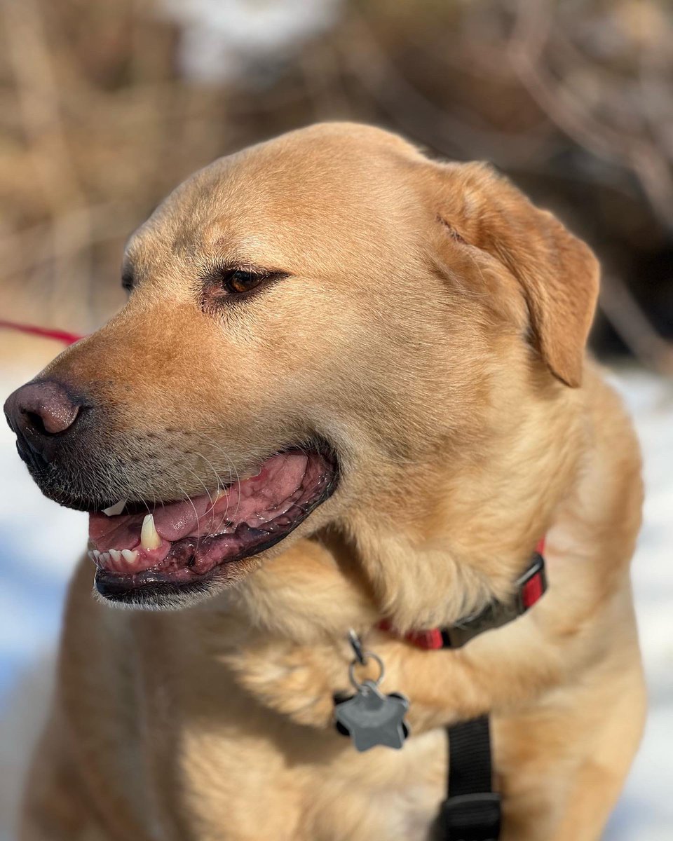 FuppaCats's tweet photo. Someone enjoyed the first warm walk of the season ❤️🐶 #pluto #dogs https://t.co/BGyapjYoY1
