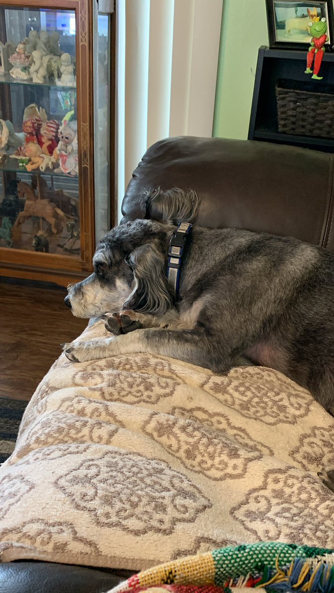 Sleeping after a run at the park.