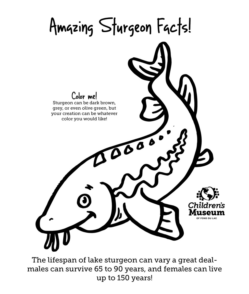 CMFDL's tweet image. Did you know that the lifespan of lake sturgeon can vary a great deal- males can survive 65 to 90 years, and females can live up to 150 years!

Sturgeon spearing is a local tradition that we are proud to be a part of!