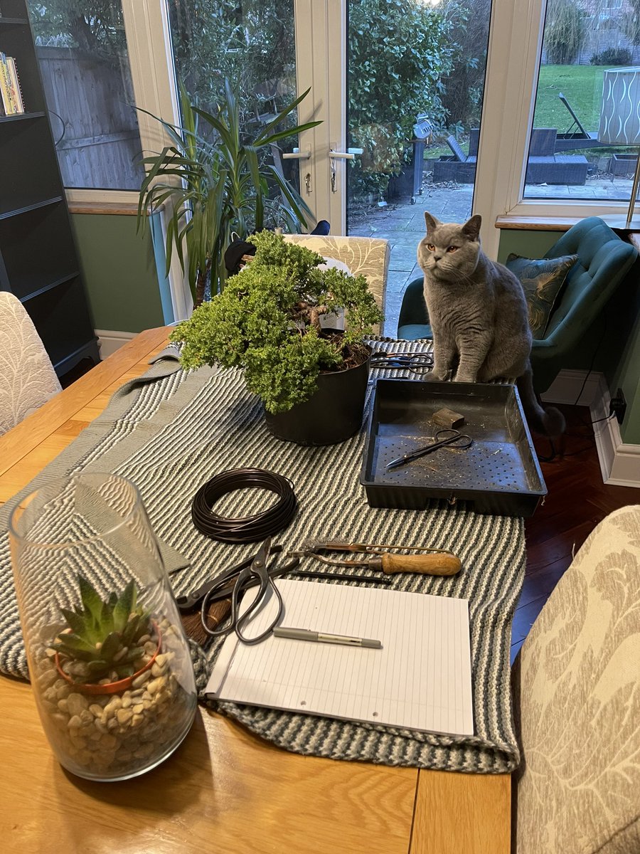 Looks like I have an assistant for todays styling 😅 #bonsai
