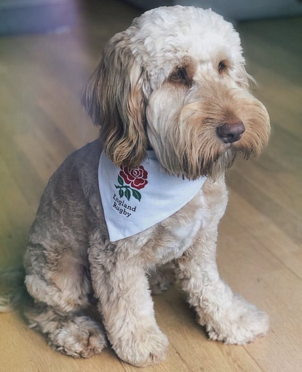 JoeBandito2005's tweet photo. Our Rugby Six Nations bandanas start from £6.99 for an extra small sized #SixNations #WALvSCO  #FRAvIRE 

https://t.co/FEnp5UZE4K https://t.co/Pbu18BHADB