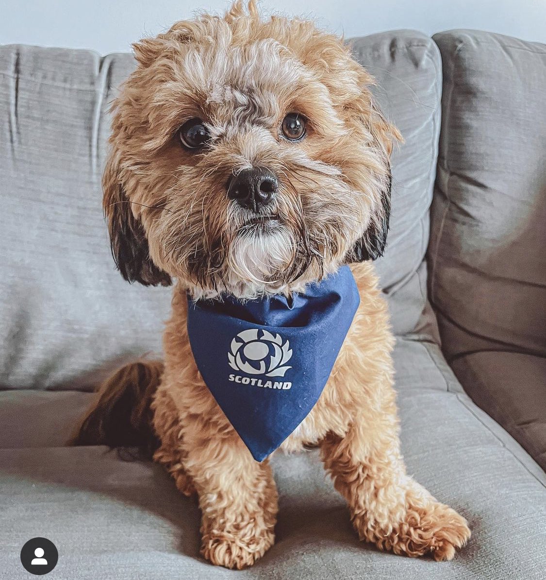 JoeBandito2005's tweet photo. Our Rugby Six Nations bandanas start from £6.99 for an extra small sized #SixNations #WALvSCO  #FRAvIRE 

https://t.co/FEnp5UZE4K https://t.co/Pbu18BHADB