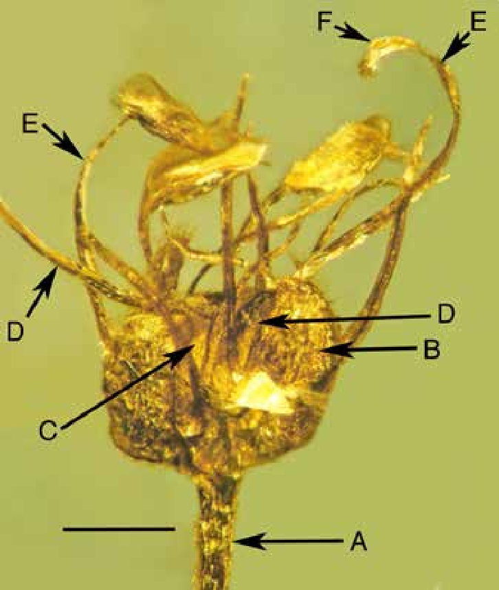FossilBonanza's tweet photo. An early fossilized flower preserved in Cretaceous amber
https://t.co/q8j9DULoRi
#Fossils #FlowerWeek https://t.co/tTYGNhdGRo