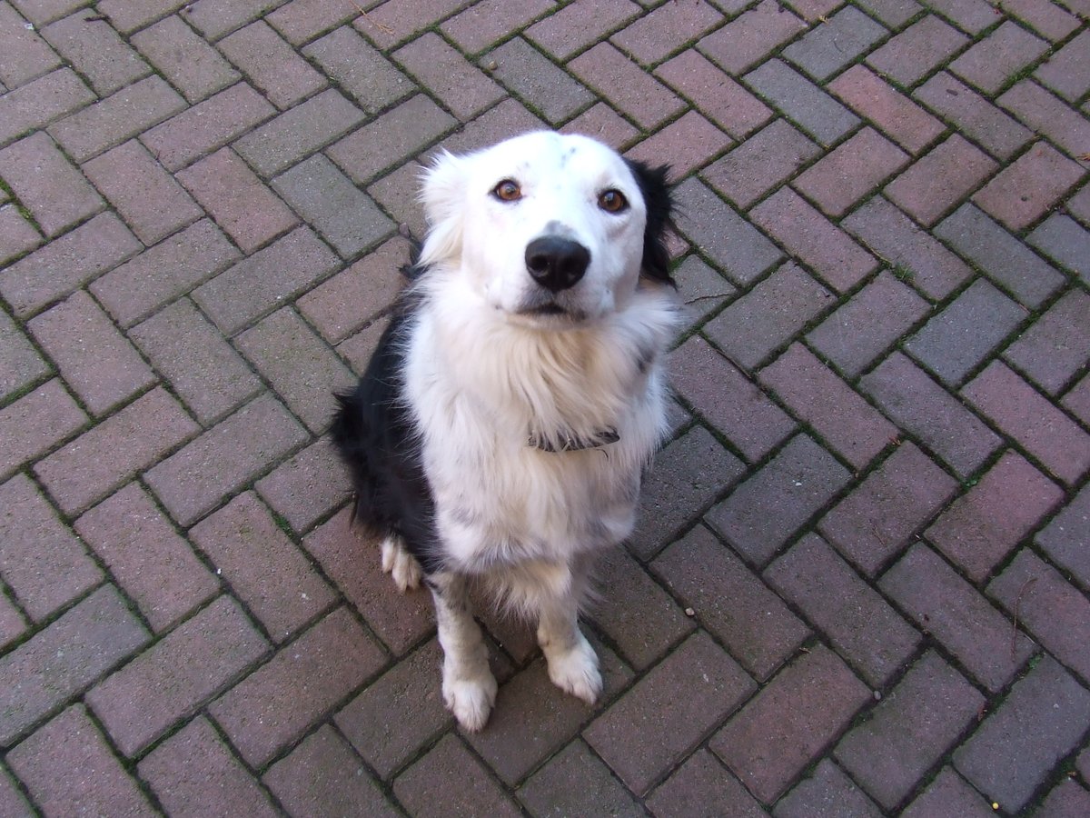 We do not leave the best friends of the man behind. Cuddle.Me project helps animal shelters worldwide. It also helps those less fortunate to save their pets in the need of expensive medical treatment. Lear our story via our Discord. Be a part of it!!! #cudl #nft