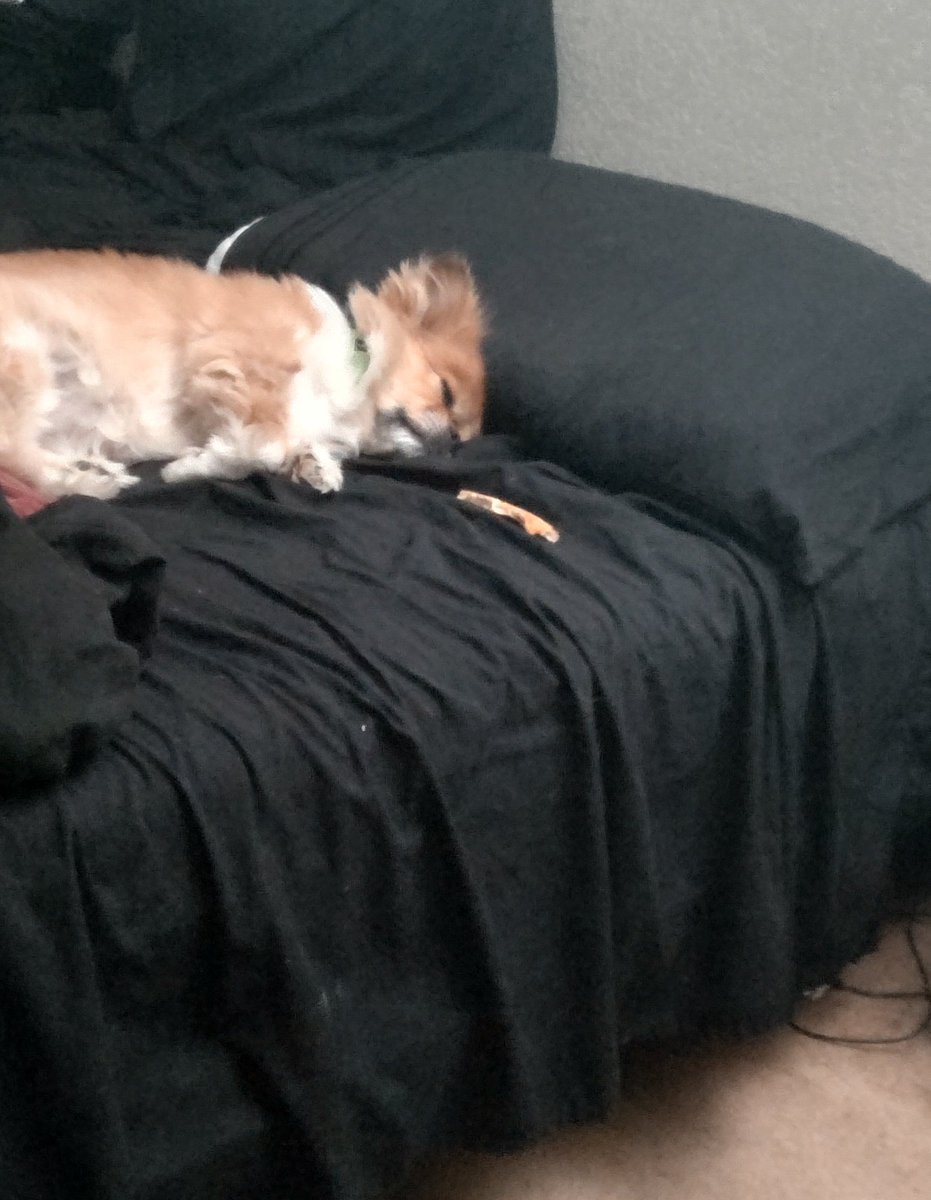 NnighTmarezZ's tweet photo. From last night... Gave my dog a small piece of crust and she chewed it like a toy and passed out with it in my bed. #snacksinbed https://t.co/yfaBU77Q3g