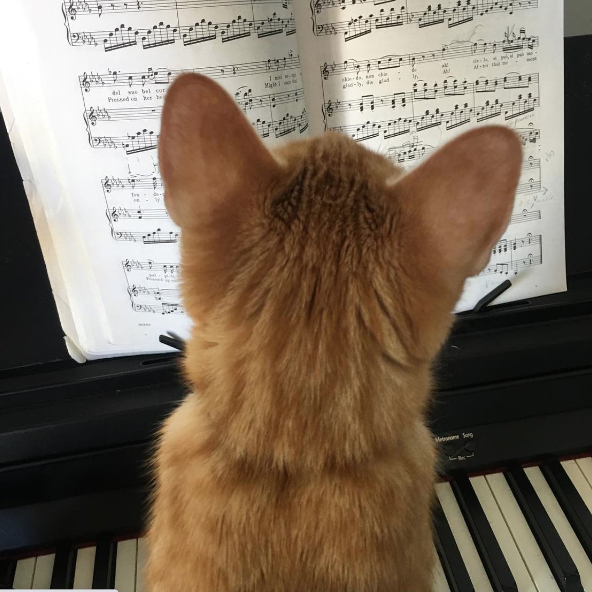 santafeopera's tweet photo. It's #Caturday so #operacats ‼️
"Getting professional help from W-Fi the Opera Cat"
#repost from @gustaffarwell https://t.co/4DB877s7WV