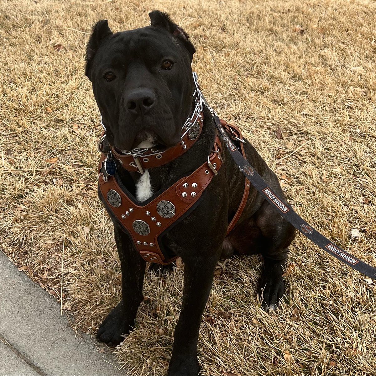 AngelsXXXposed's tweet photo. I got to say, @BestiaCollars puts out great products for large breed dogs!! https://t.co/p73ig8KqQc