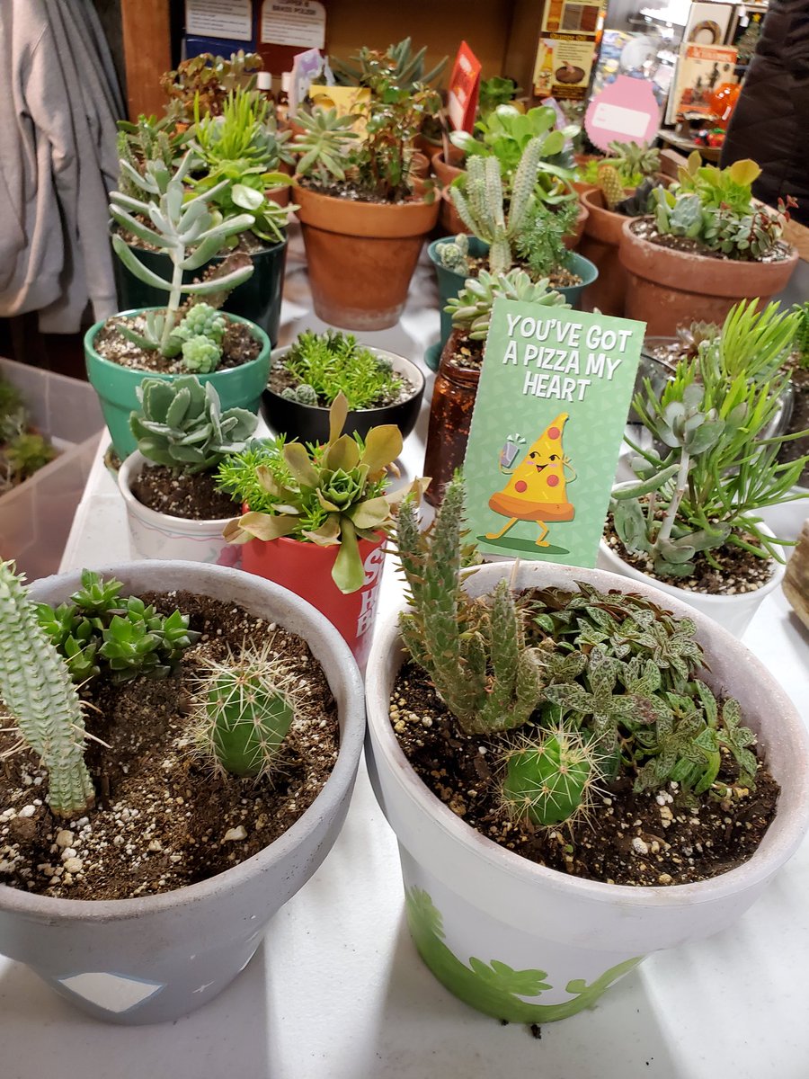 FarmAntiques's tweet photo. NDSU Horticulture And Forestry Club is here with the plants! Soooo many plants we have them in two locations in the mall! Up front in the Corner Market and in The Library too 🌿🌵🌱💖💘

#seeyouatthefarm #NDSU #plants #cactus #houseplants #succulents #valentinesday2022 https://t.co/YSfzyUHnXx