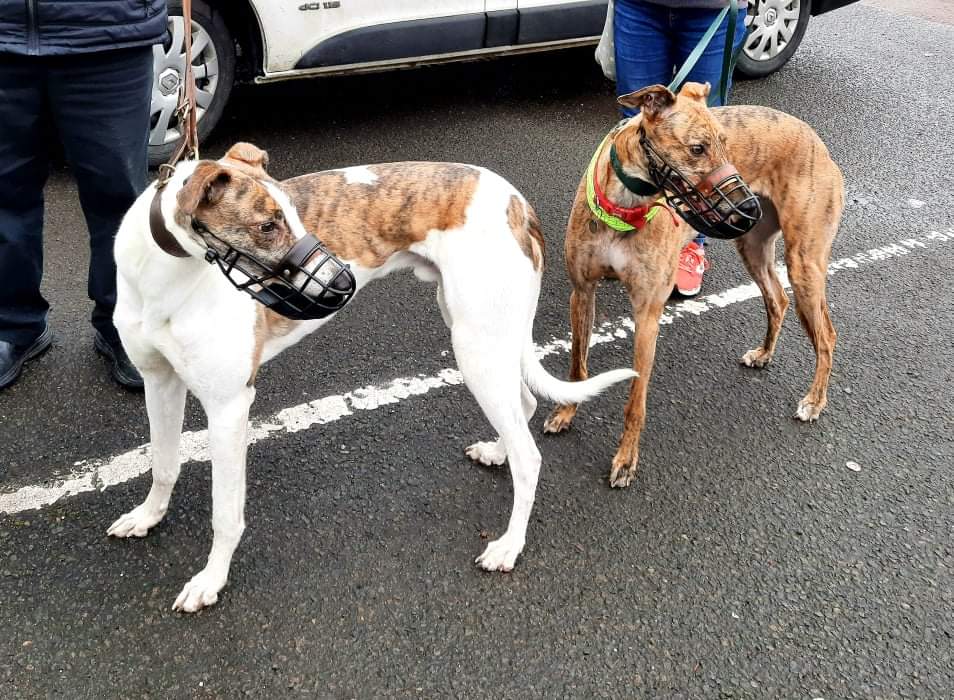MaxGreyhoond's tweet photo. Everyone, meet Lubo who has come to live at my house today! We were old kennel mates AND we have the same dad! So he's my actual (half) brother 😮🥰 I've been needing a pal for ages &amp; he's much better than a cat! https://t.co/i1tgu6mc82
