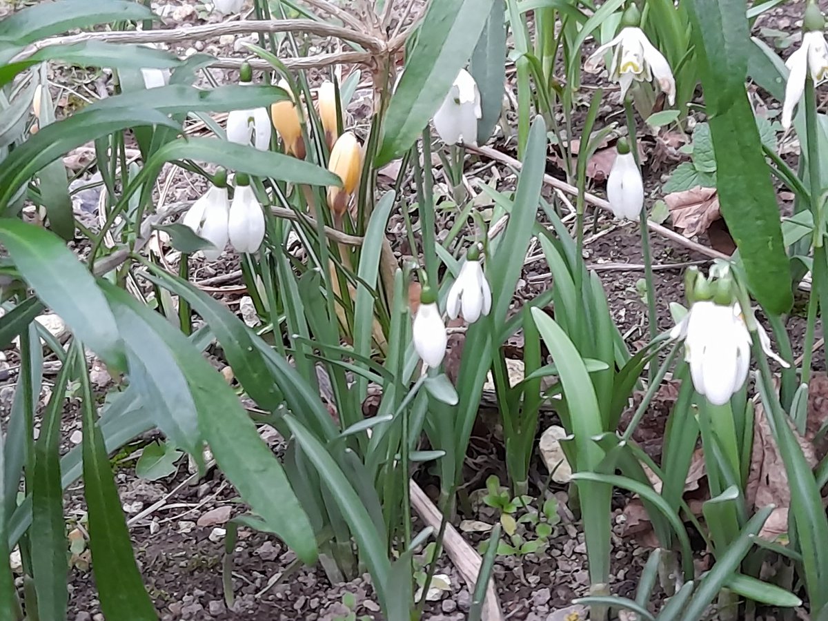 ali_pardoe's tweet photo. Went into the garden to see my snowdrops and discovered a lot of yellow crocuses are out. Bonus! There are a lot more but there are weeds too...spoonie gardening probs 🙄 #flowers #MECFS https://t.co/09C3qIOvys