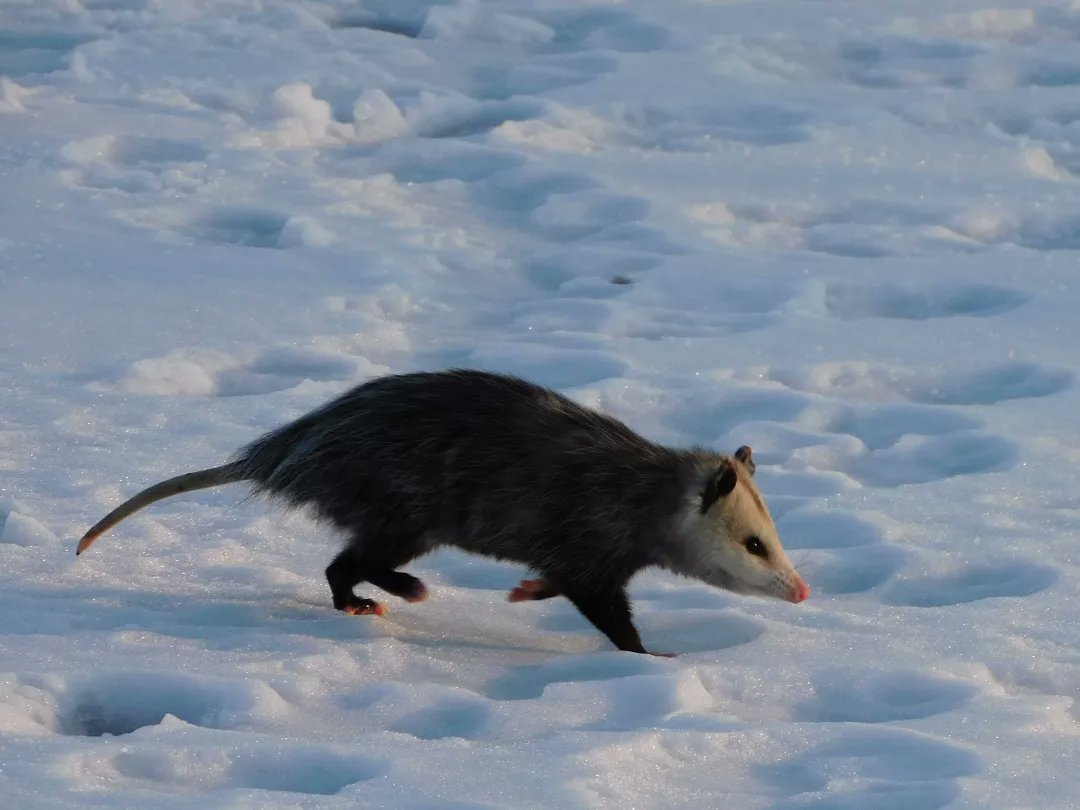 tphilographics's tweet photo. ❄ Opossum ❄ February 2022 #opossum #snow #winter #animals #ohio https://t.co/sv4YSCeojC