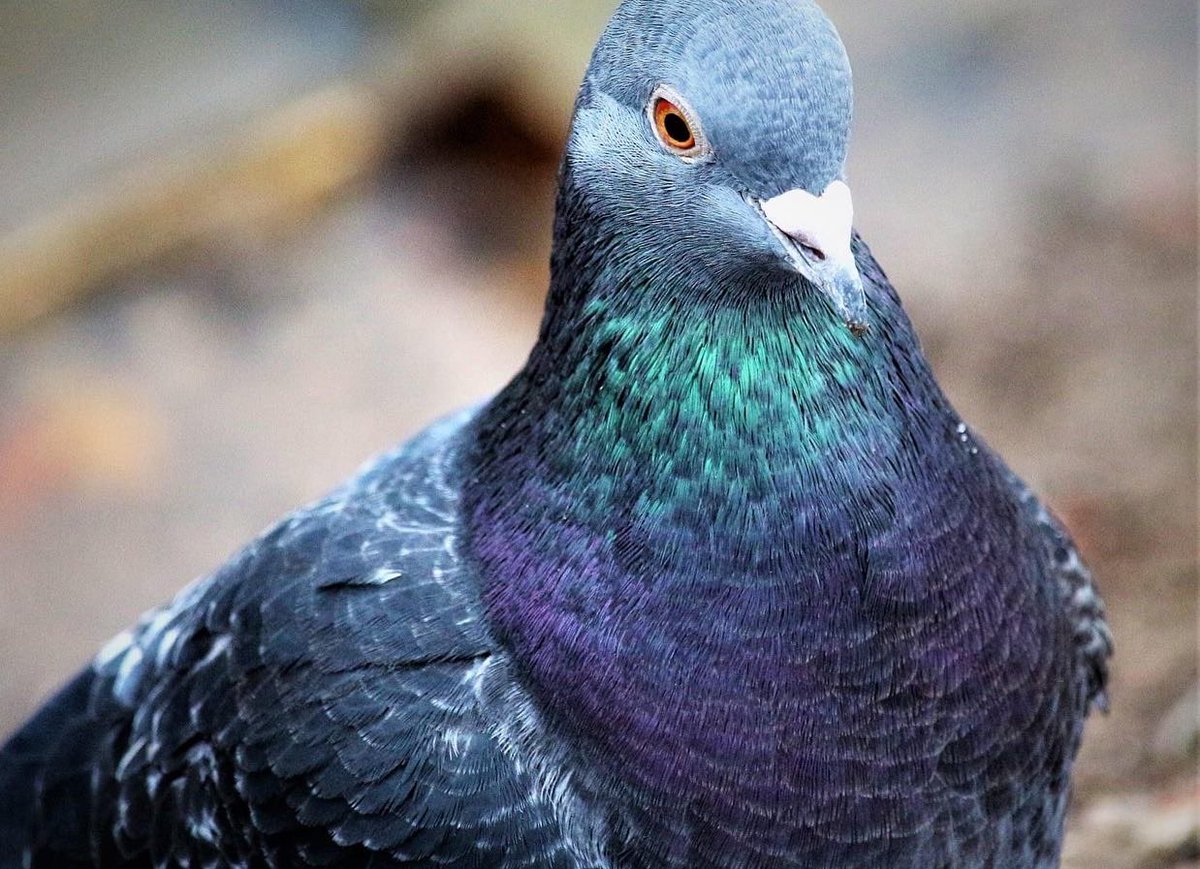 Feral pigeons/Rock Doves

Love them or hate them? We’d love to hear your thoughts….
#feralpigeons #rockdoves #colours #beautifulbird #nature #wildlife #birdphotography #debdalenaturecentre