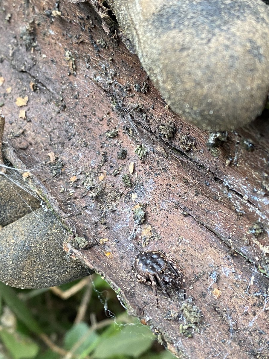 MorvenASmith's tweet photo. Day 2 at the copse with the team! Power tools are out, path is pretty much finished, first camera trap up and lots of spiders and fungus to ID! https://t.co/OHzkzgBWUi