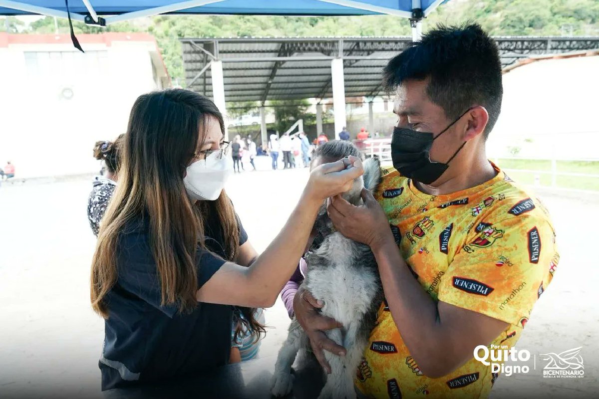 UBAQuito's tweet photo. 🐩👩🏻‍⚕️Nuestras médicas veterinarias, se encuentran desparasitando a los animales de compañía de Puéllaro en el #MunicipioEnTuBarrio https://t.co/CUuee0wUVw