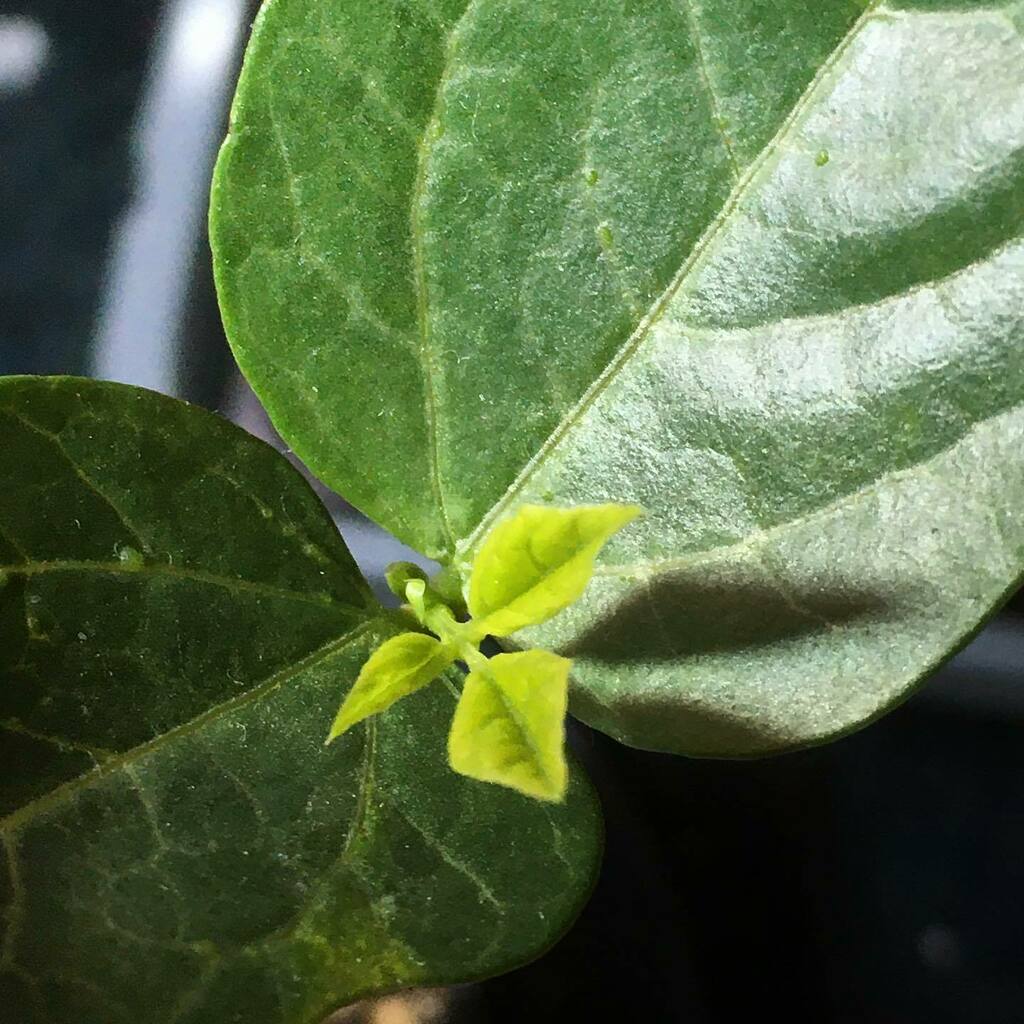 Rhizowen's tweet photo. The undead revisited: zombi pea (Vigna vexillata) from my germination test back in January. First true leaves appearing. Three cheers for #ledlights Too bad I didn’t post this on #worldpulsesday #legumes #vigna #cowpeas #germination #vignavexillata #zombipea #germinationtest… https://t.co/Er6QKKphA0