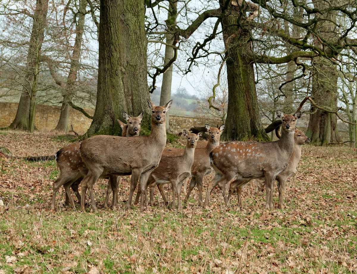 AdeysAlthorp's tweet photo. Four of our 7 deer species photographed this morning @AlthorpHouse The black fallow are by far the largest in number here, they have been a feature of this park since the very early 1500's. Conservation@althorp.com #sika #reddeer #blackfallow #chinesewaterdeer #deerpark https://t.co/jnNTkhZBux