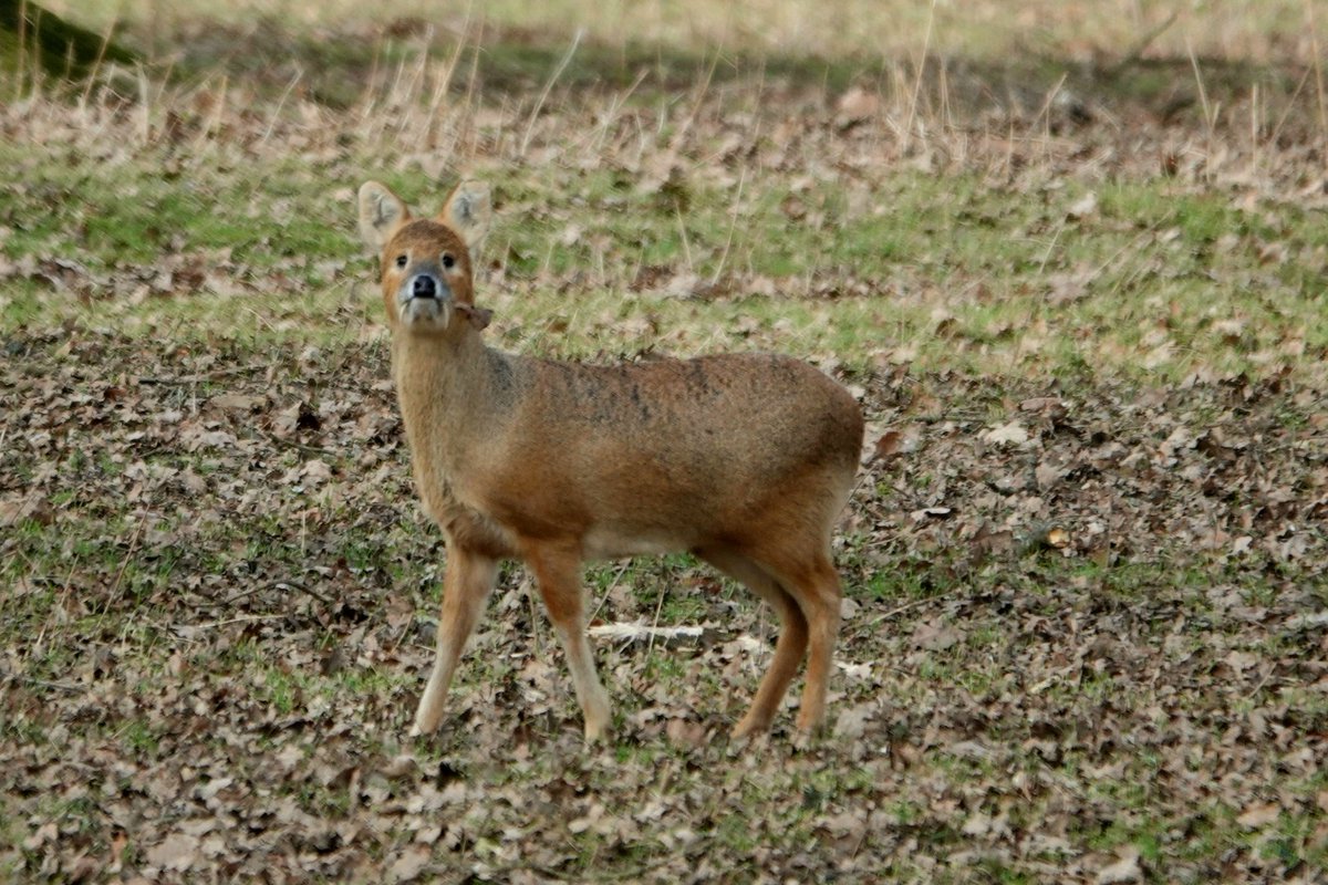 AdeysAlthorp's tweet photo. Four of our 7 deer species photographed this morning @AlthorpHouse The black fallow are by far the largest in number here, they have been a feature of this park since the very early 1500's. Conservation@althorp.com #sika #reddeer #blackfallow #chinesewaterdeer #deerpark https://t.co/jnNTkhZBux