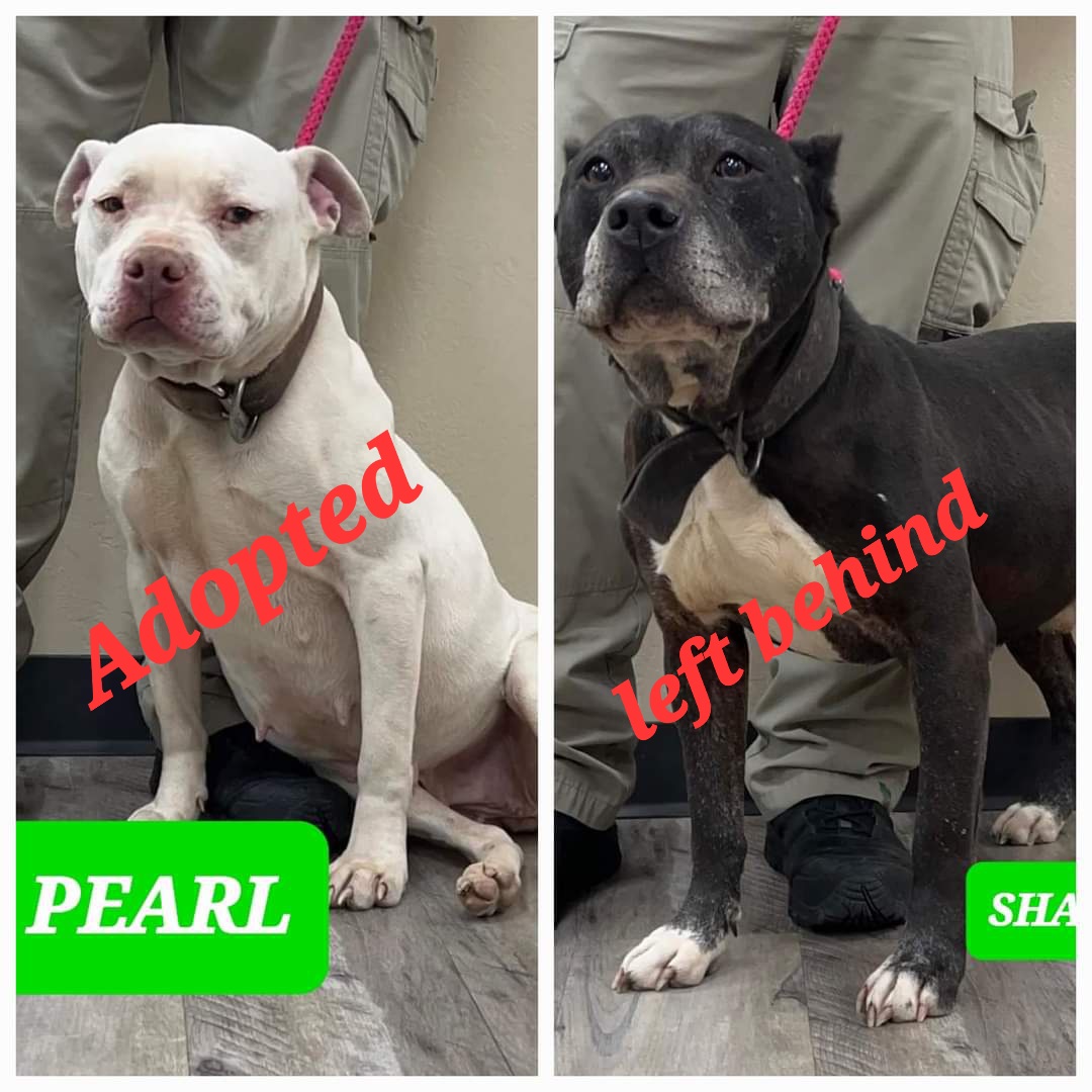 ‼️‼️ASK ME HOW TO ADOPT‼️‼️

Pearl adopted and Shadow left for dead. Senior boy with no beds or blankets.  

Mt. Pleasant Tx 

SHADOW ADDED to the urgent list he can be euthanized sooner and at anytime due to time and space.