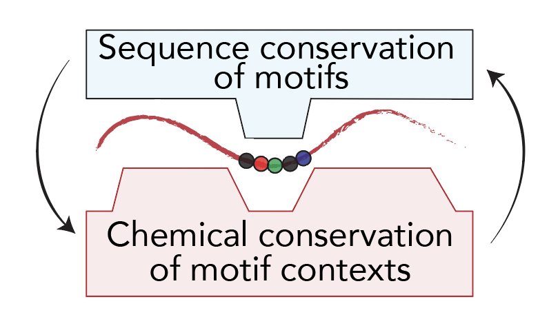 alexholehouse's tweet photo. I'm excited to share our new paper - an incredible multi-year collaboration with the incomparable Philipp Korber (@KorberLab) driven by one of the most impressive graduate students I've had the pleasure of working with, Iris Langstein-Skora (@ILangstein) https://t.co/pfUfSgrk6Q https://t.co/h35tB4WkZW