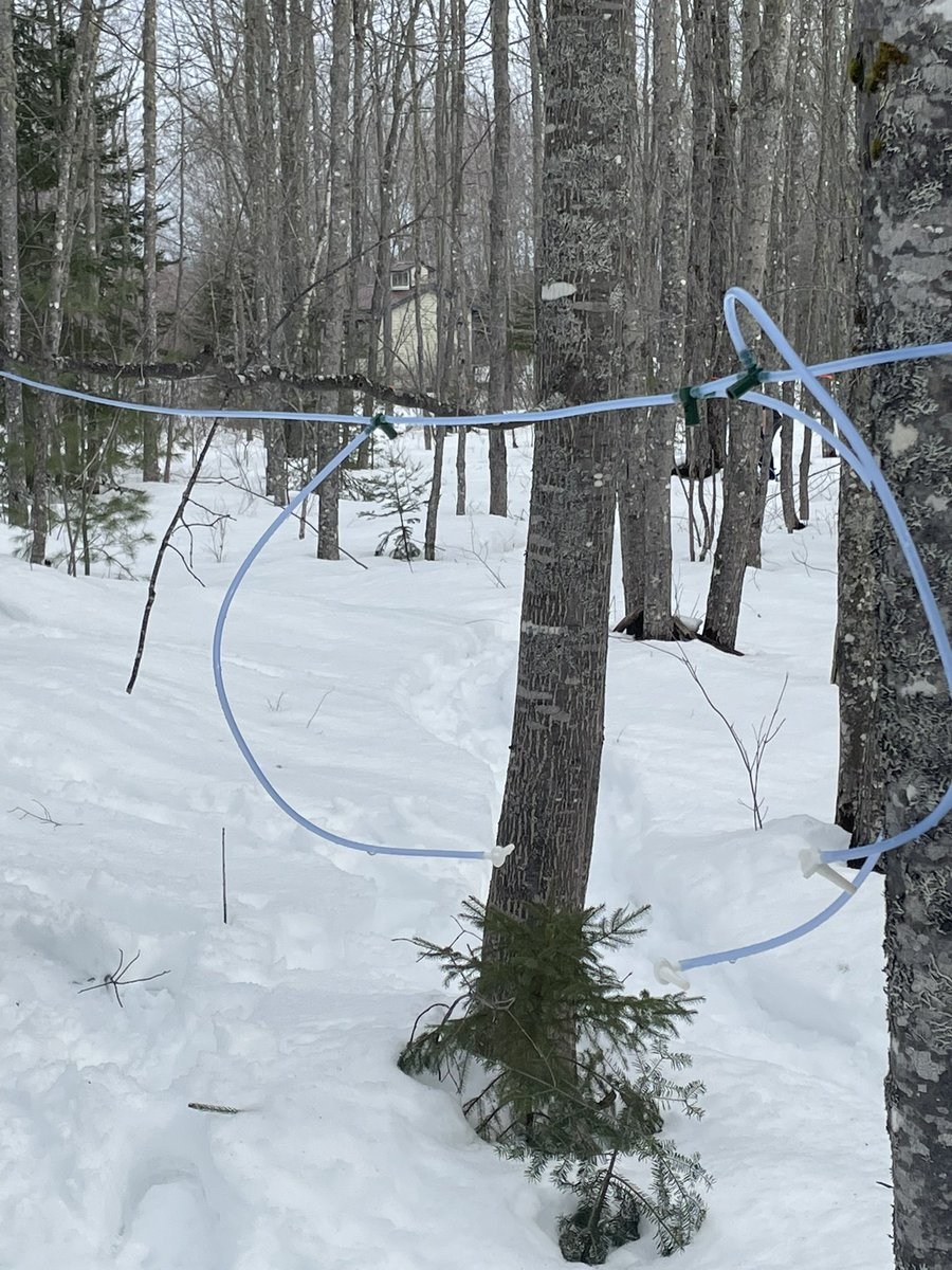 tiltsoneway's tweet image. Young fella helping with placing the lines, life has a good 😁