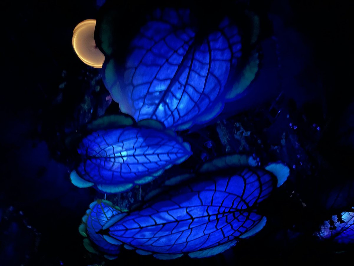 seabasealison's tweet photo. post Disney blues https://t.co/V59O4zkCJh