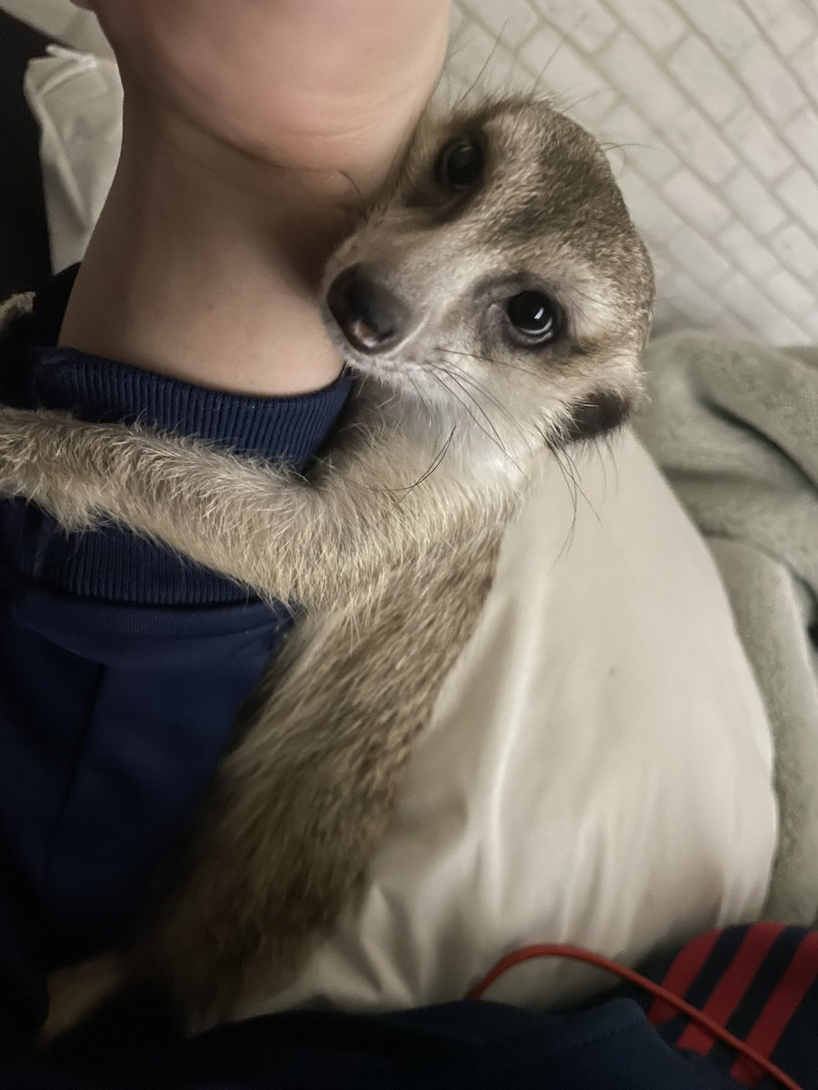 harutttooo's tweet photo. 発情する新入りミーアキャット（ガリ） https://t.co/dMeMnLyOzR