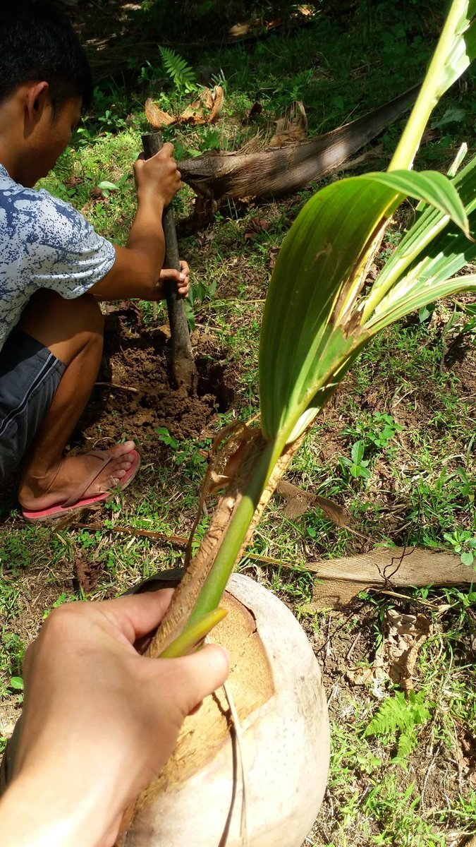 myshadowz1's tweet photo. @Floyd1733 @PegaxyOfficial i hope to be chosen like this plant will grow in the few years to harvest &amp; me being part of  your community i grow payback my parents for the years
working hard in real life &amp; i will investing my earning in the crops for better harvest in near future 🙏 https://t.co/bnjqQRTUGz