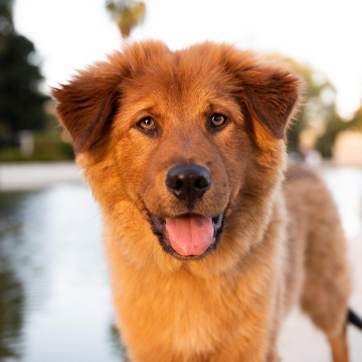 Golden retriever store x akita