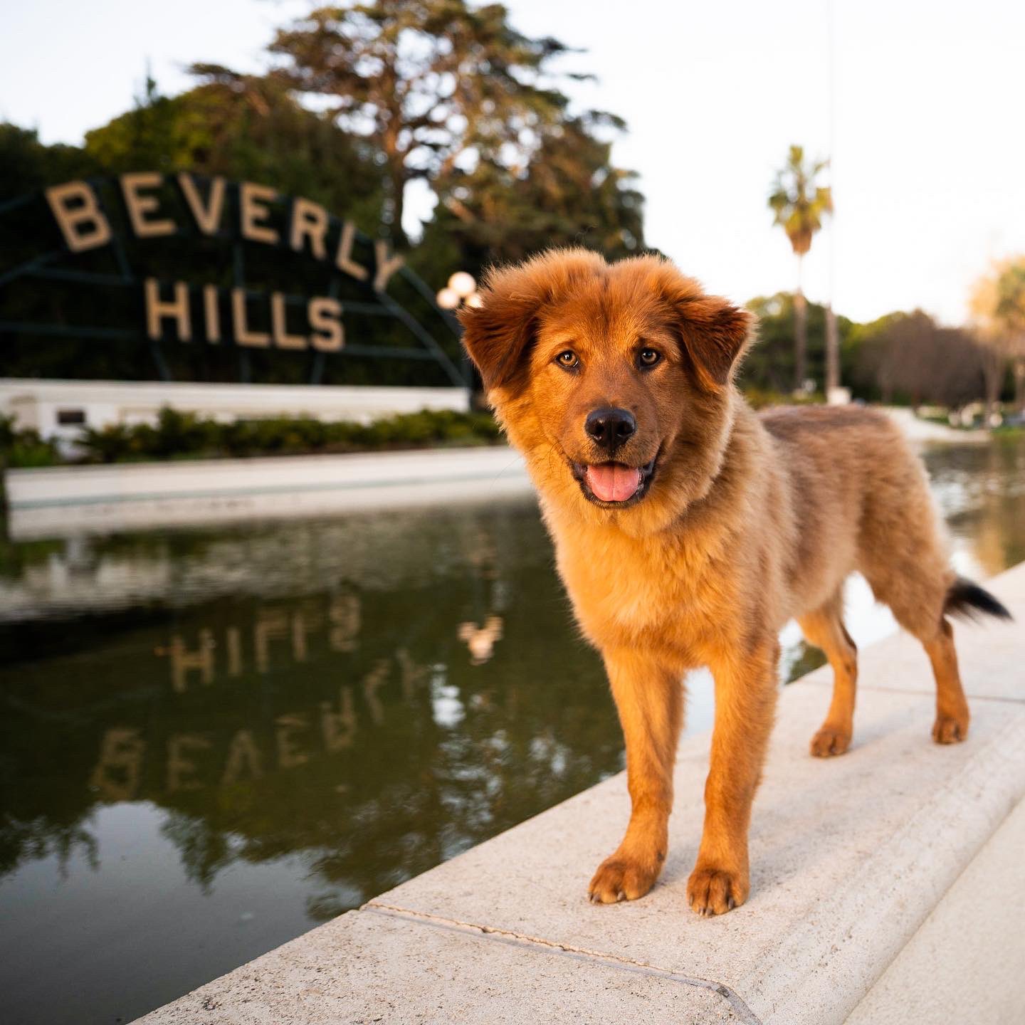Akita and hotsell golden retriever mix